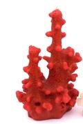 CANDELA CORALLO ROSSO